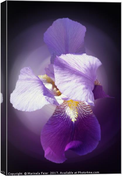 purple iris flower  Canvas Print by Marinela Feier