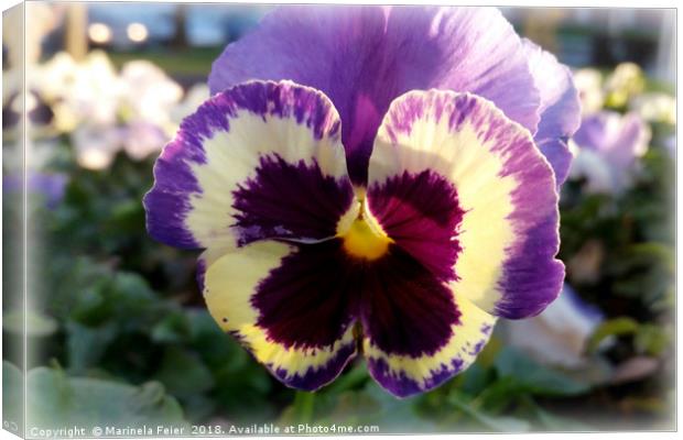 colorful spring Pansy Canvas Print by Marinela Feier