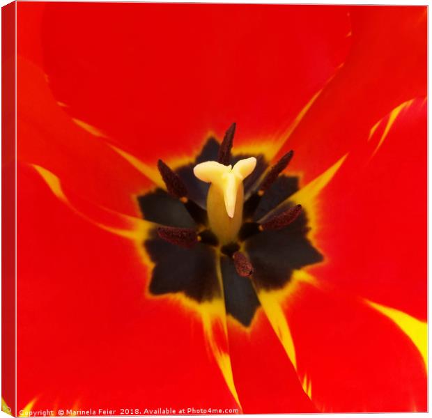 red yellow tulip Canvas Print by Marinela Feier