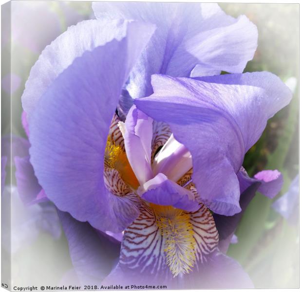 purple iris Canvas Print by Marinela Feier