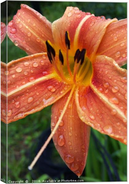 One day lily Canvas Print by Marinela Feier