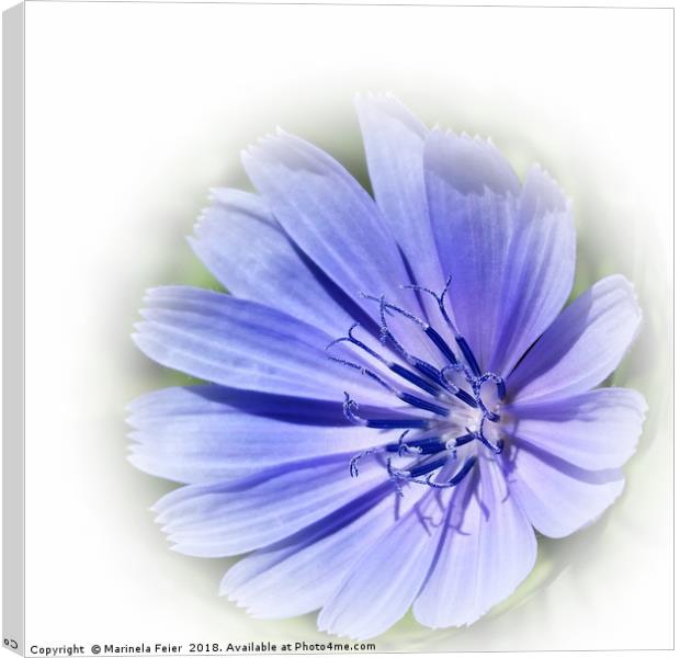 purple blue chicory Canvas Print by Marinela Feier