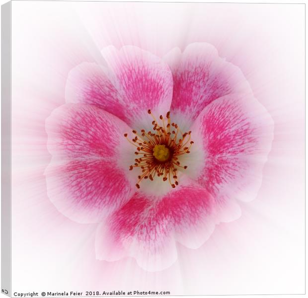 bright pink flower Canvas Print by Marinela Feier