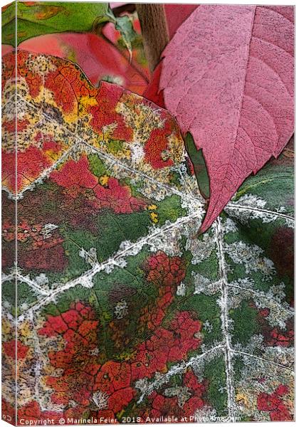 rust of autumn Canvas Print by Marinela Feier