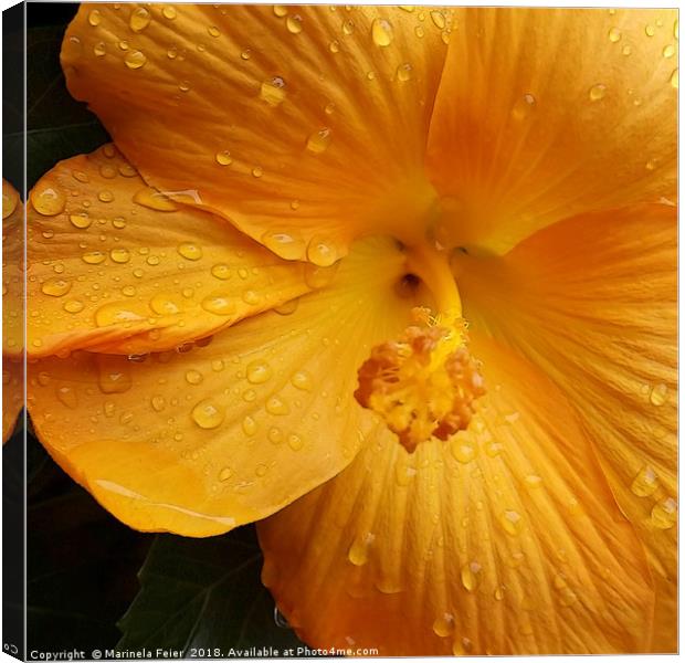 raindrops on yellow petals Canvas Print by Marinela Feier