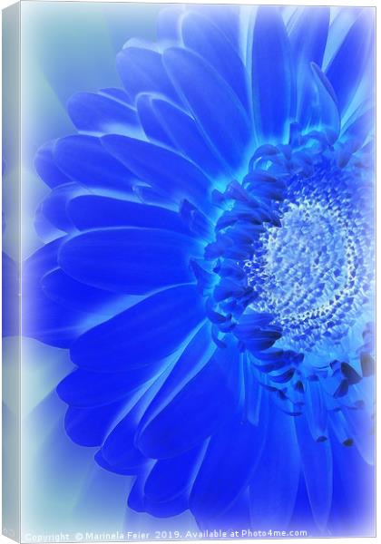 electric blue gerbera Canvas Print by Marinela Feier