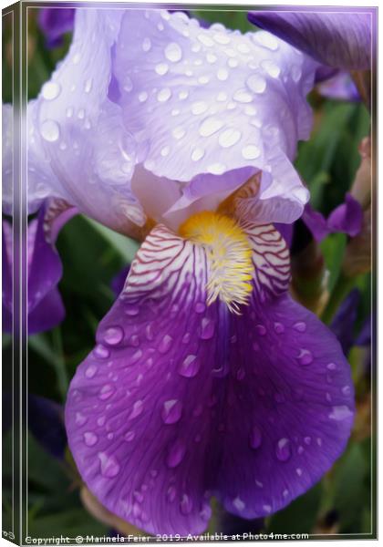 Raindrops on Iris Canvas Print by Marinela Feier