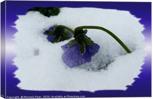 Purple pansy on the snow Canvas Print by Marinela Feier