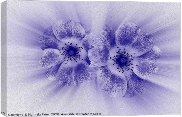 Flower in blue Canvas Print by Marinela Feier