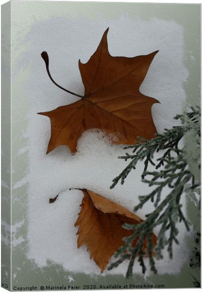Maple leaves Canvas Print by Marinela Feier