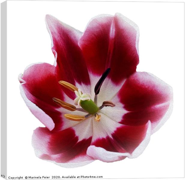 Deep red tulip Canvas Print by Marinela Feier
