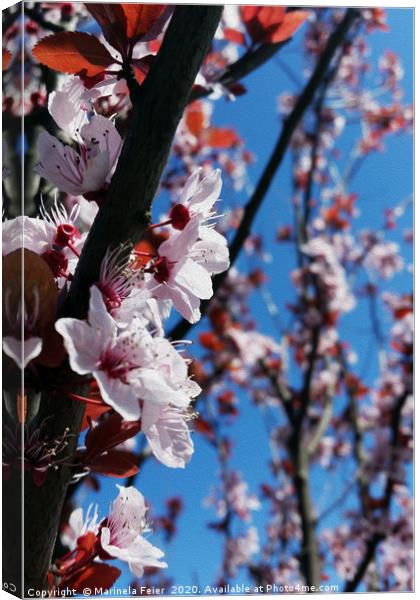 Colors of spring Canvas Print by Marinela Feier