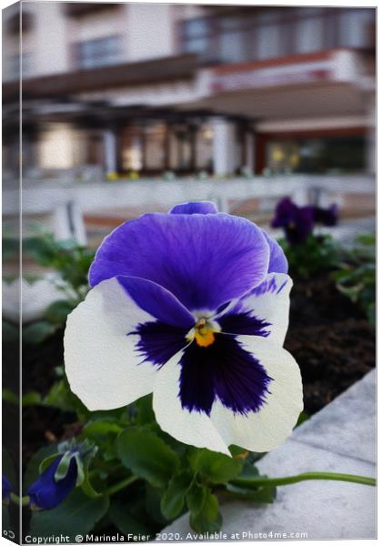 Pansy on the sidewalk Canvas Print by Marinela Feier