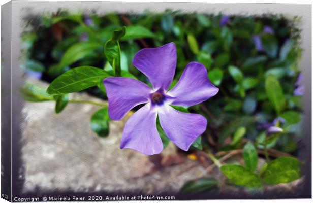 Blue purple petals Canvas Print by Marinela Feier