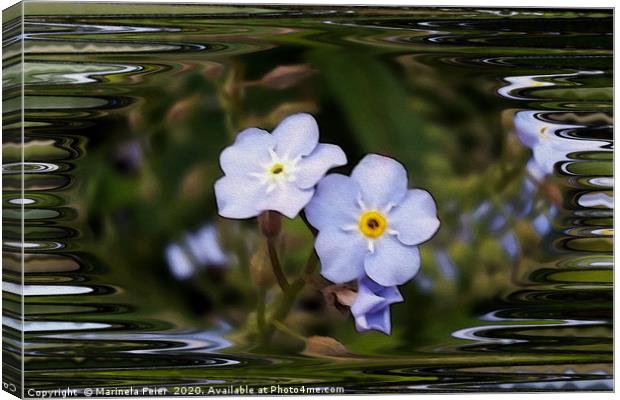 Forget me not flowers Canvas Print by Marinela Feier