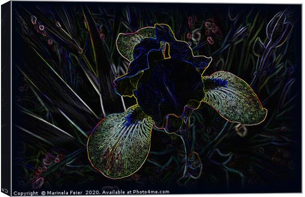 Glowing Iris Canvas Print by Marinela Feier