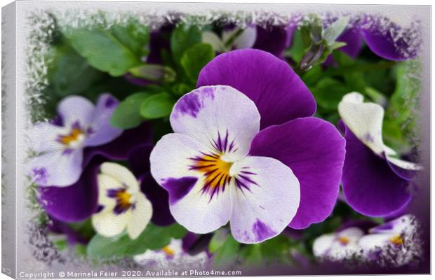 Purple white pansies Canvas Print by Marinela Feier