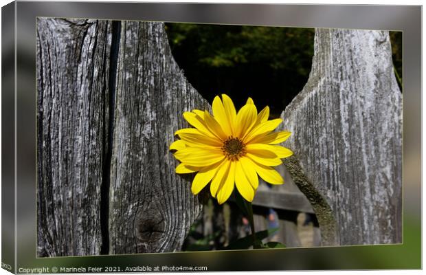 Welcoming yellow flower Canvas Print by Marinela Feier
