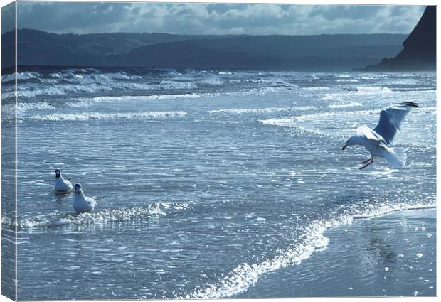 Seagulls on Sandy Bay Canvas Print by leonard alexander
