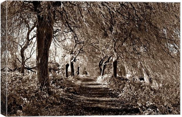 Sepia Woodland by Staunton Resevoir Canvas Print by leonard alexander