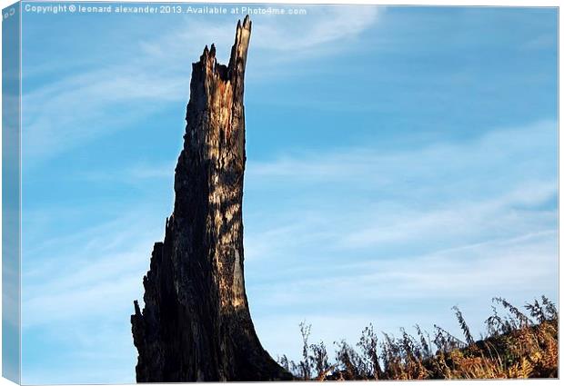 Thousand year old tree trunk Canvas Print by leonard alexander