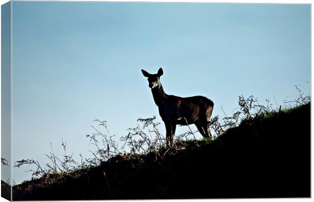 Fallow deer doe silhouette Canvas Print by leonard alexander