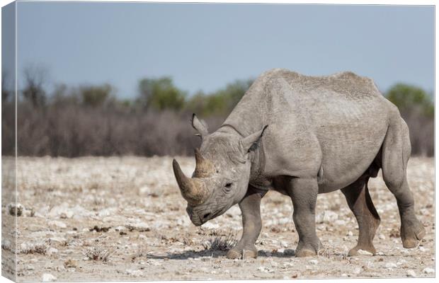 Black Rhinoceros, No. 1 Canvas Print by Belinda Greb