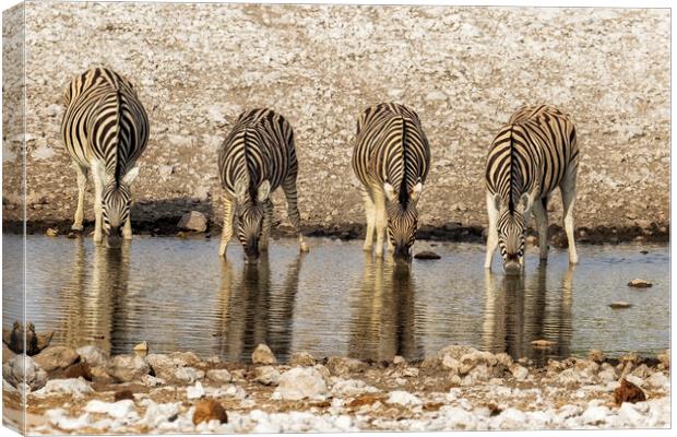 Four Plains Zebras at the Waterhole Canvas Print by Belinda Greb