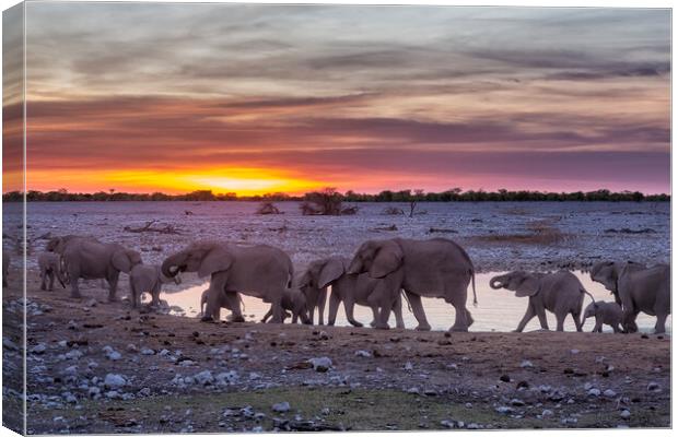 Elephant Herd at Okaukuejo Waterhole at Sunset Canvas Print by Belinda Greb