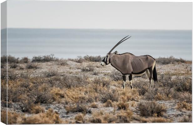 Oryx with Etosha Pan in the Background Canvas Print by Belinda Greb