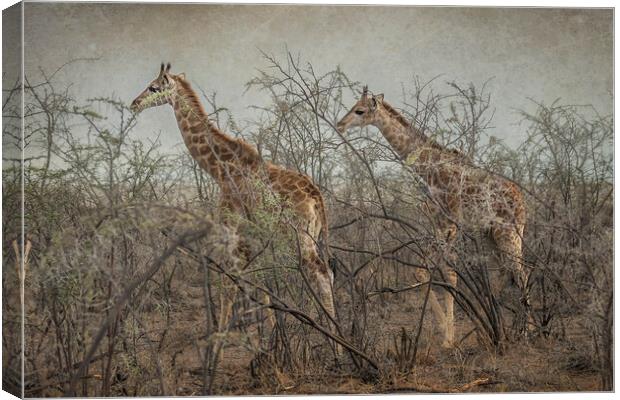 Two Giraffe Calves Canvas Print by Belinda Greb