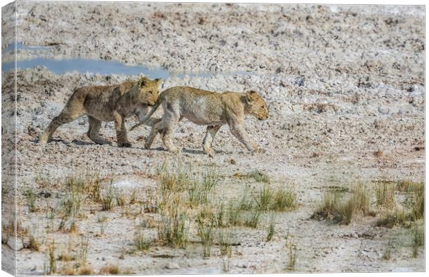 Mischievous Lion Cub Wanting to Play with Sibling, No. 3 Canvas Print by Belinda Greb