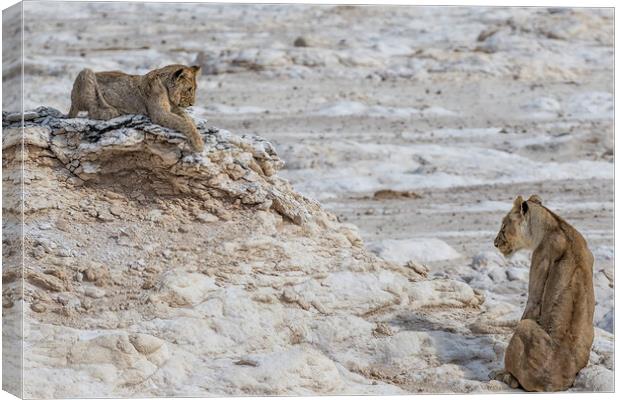 Lion Sighting Potential Prey, Beyond Cub Canvas Print by Belinda Greb