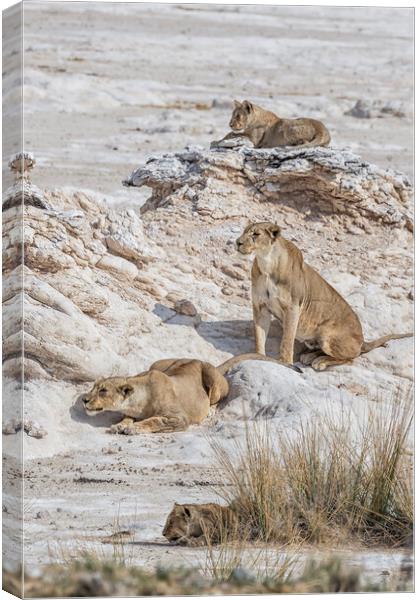 Lions Watching Prey, No. 5 Canvas Print by Belinda Greb