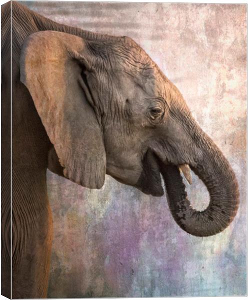 Side Profile of a Young Elephant Canvas Print by Belinda Greb