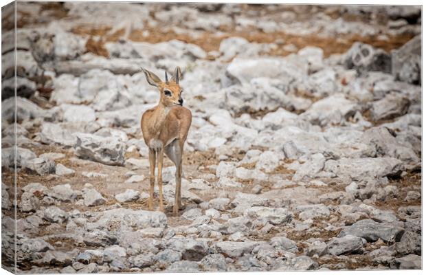 Dik-Dik at Chudob Canvas Print by Belinda Greb