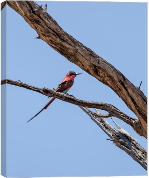 Southern Carmine Bee-eater at Mahango Game Reserve Canvas Print by Belinda Greb