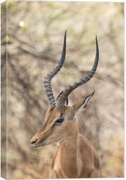 Common Impala Head and Horn Shot Canvas Print by Belinda Greb