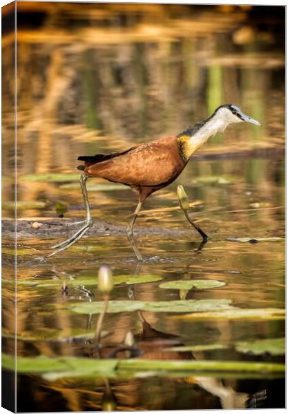 African Jacana Strutting Canvas Print by Belinda Greb