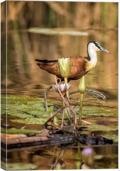 African Jacana Stepping Through Water Lilies Canvas Print by Belinda Greb