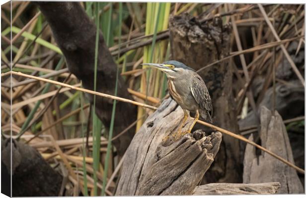 A bird sitting on a branch Canvas Print by Belinda Greb