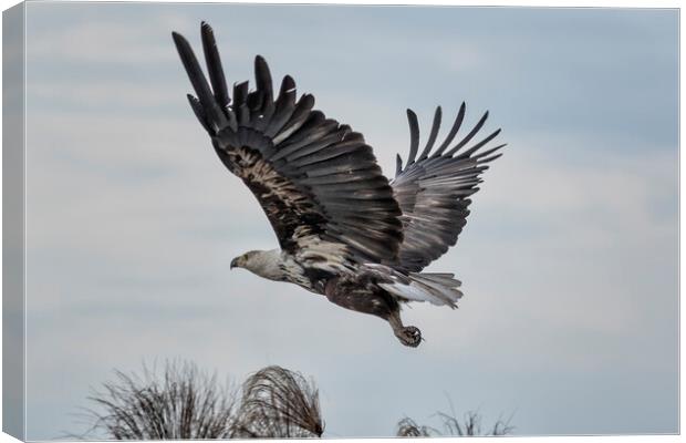 Take off of a Juvenile African Fish Eagle Canvas Print by Belinda Greb