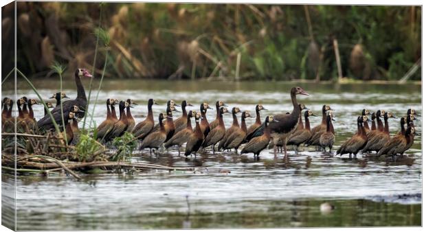 Spur-winged Geese and White-faced Whistling Ducks Canvas Print by Belinda Greb