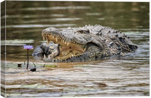 Crocodile and Water Lily, No. 1 Canvas Print by Belinda Greb