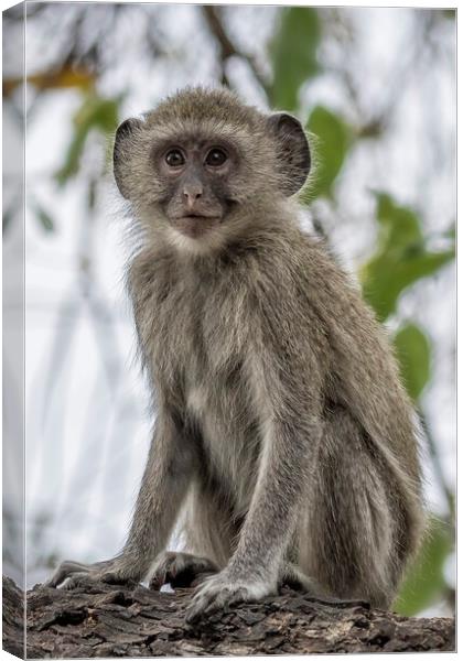 Young Vervet Monkey Pausing to Look At Me, No. 1 Canvas Print by Belinda Greb