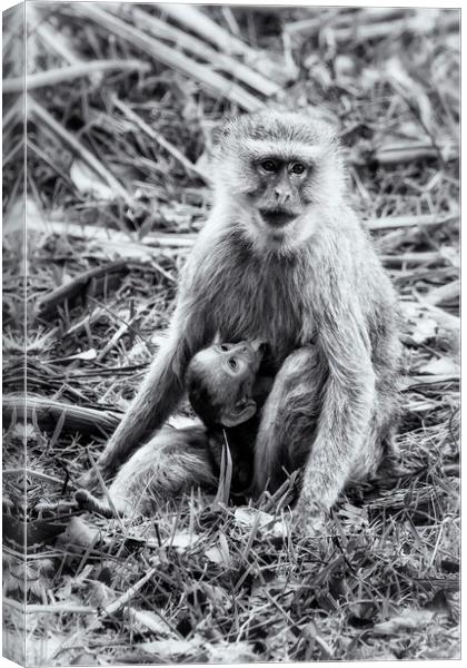 Mother Vervet Monkey Stops to Nurse Baby bw Canvas Print by Belinda Greb