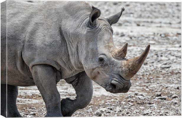 Close-up of Mancuso, a White Rhinoceros Canvas Print by Belinda Greb