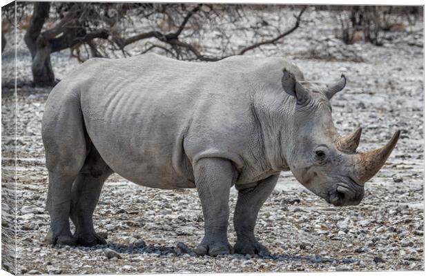 Mancuso, a White Rhinoceros Canvas Print by Belinda Greb