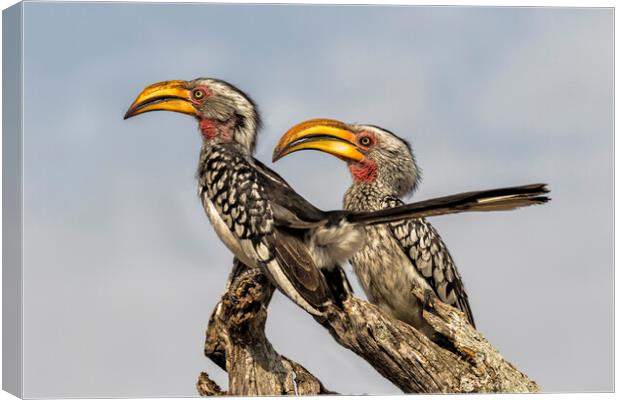 Southern Yellow-billed Hornbills Pair, No. 2 Canvas Print by Belinda Greb