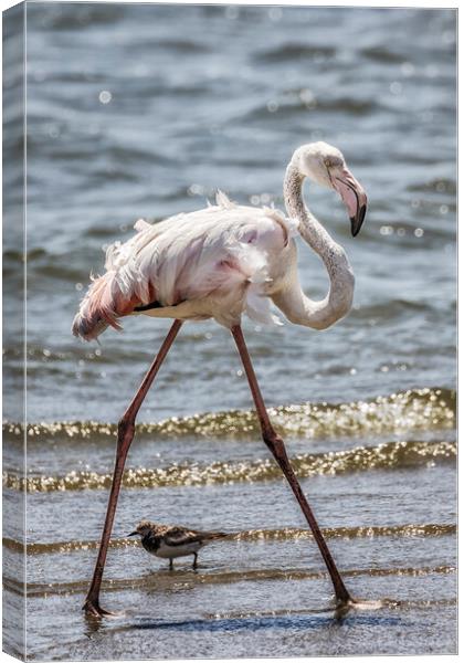Greater Flamingo Along Walvis Bay Waterfront, No. 1 Canvas Print by Belinda Greb
